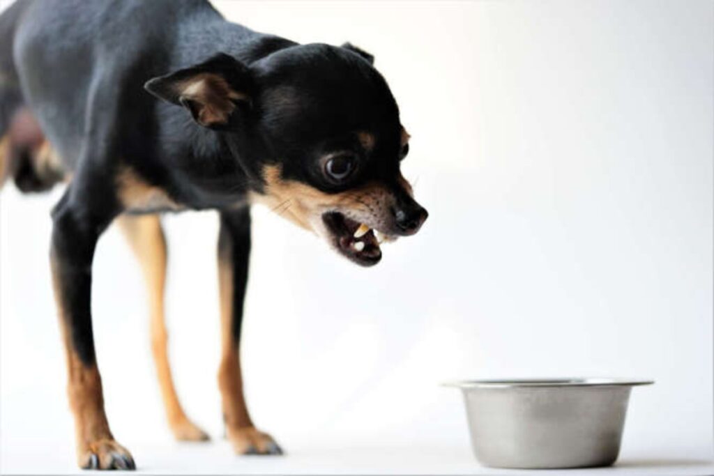 A picture of a dog and his food.