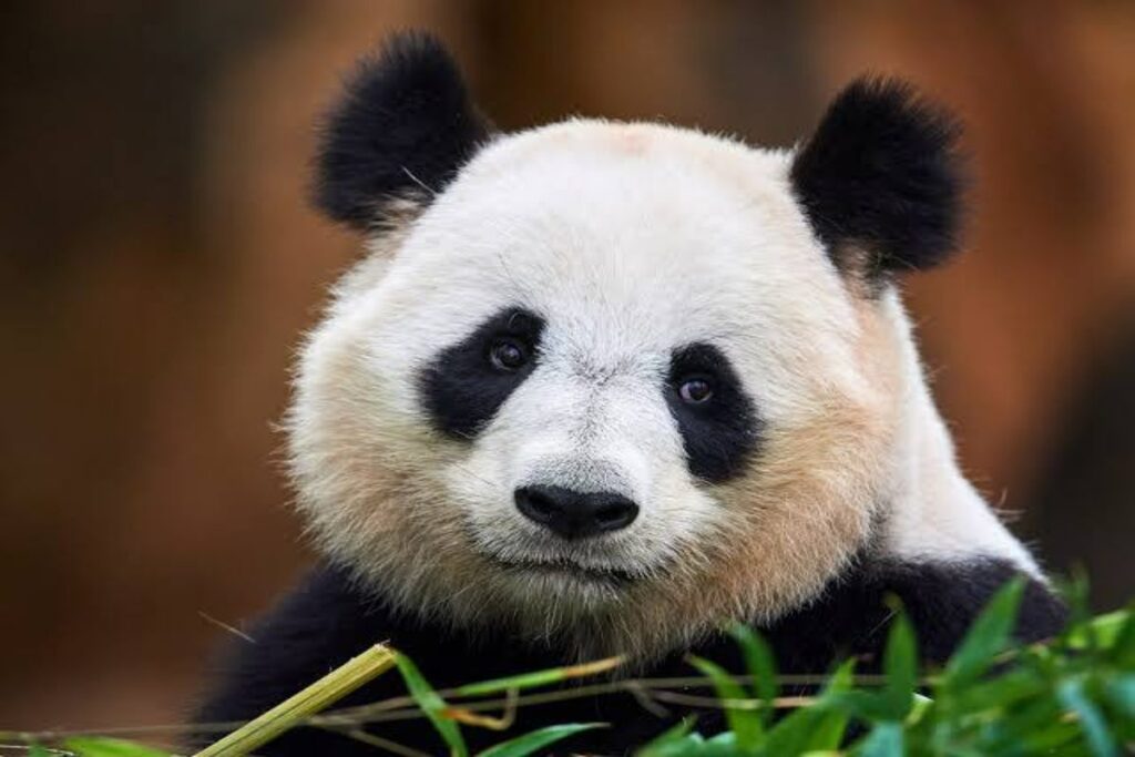 A closeup of a panda in a forest