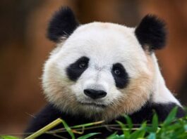 A closeup of a panda in a forest