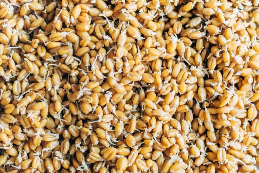 A picture of Sprouted grain