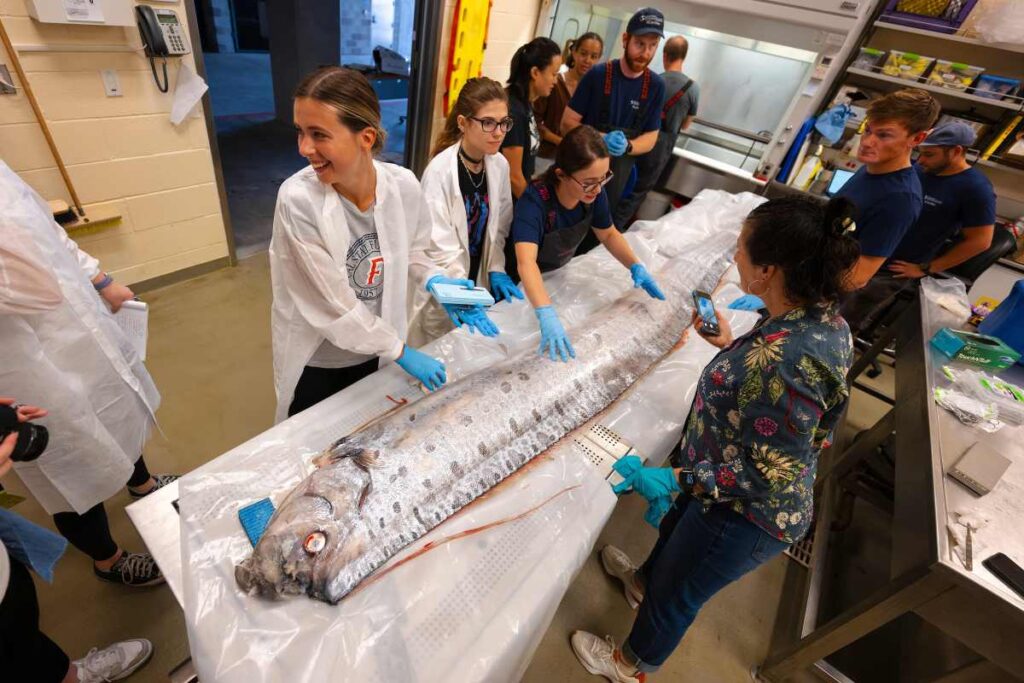 A picture of the Oarfish at the necropsy centre