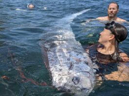 A picture of the oarfish discovered at Jolla Cove