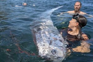 A picture of the oarfish discovered at Jolla Cove