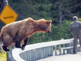 A picture of a bear and a man