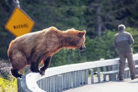 A picture of a bear and a man