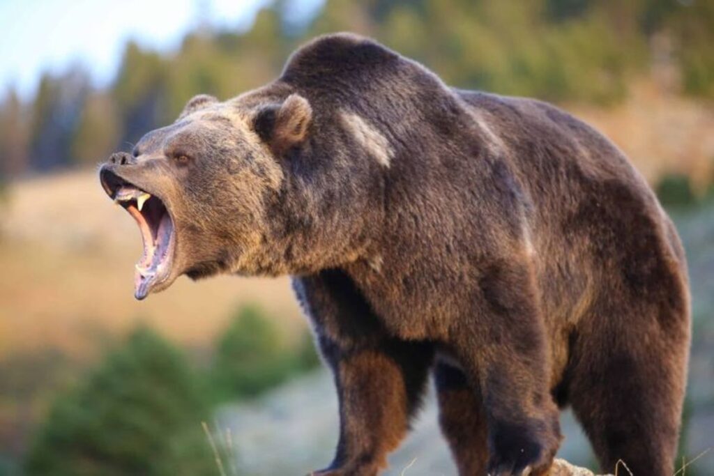 A picture of a grizzly bear roaring