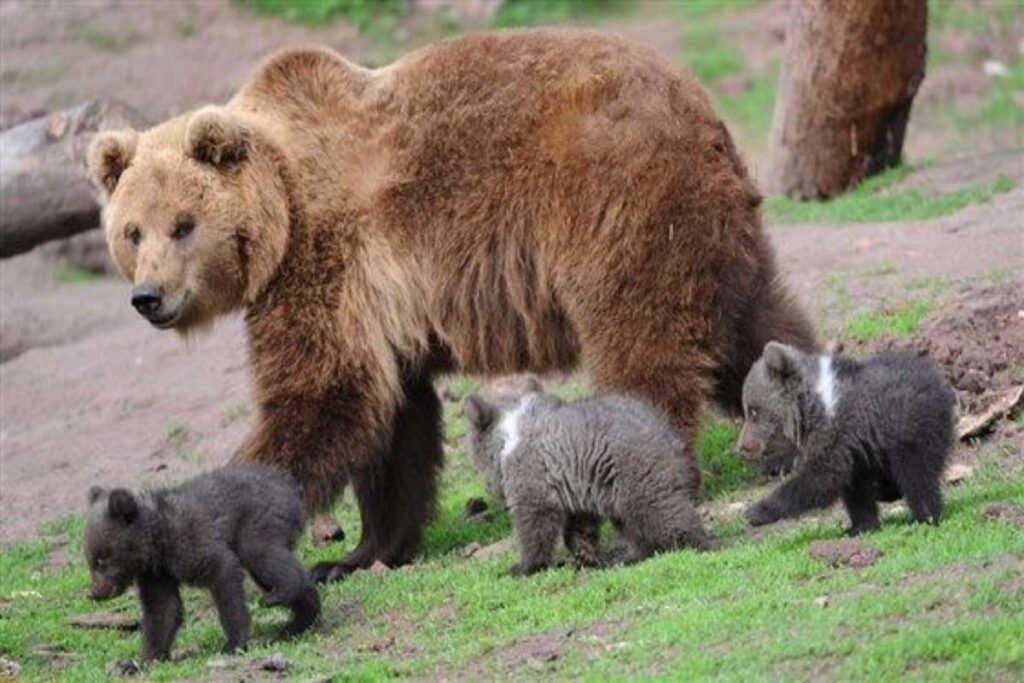 A picture of a grizzly bear and her three cubs