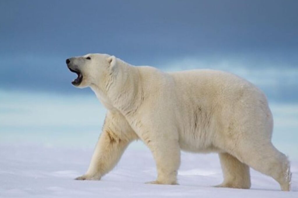 A picture of a polar bear