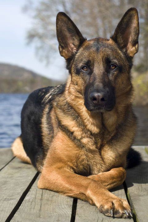 A picture of a police dog