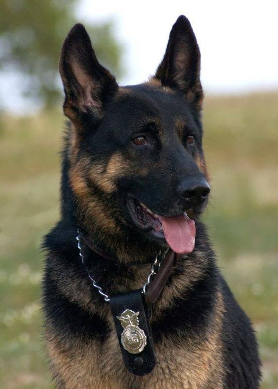 A picture of a police dog