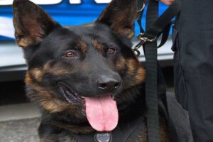 A picture of a police dog