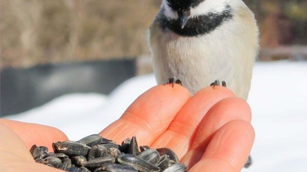 A picture of black pil sunflower bird seeds