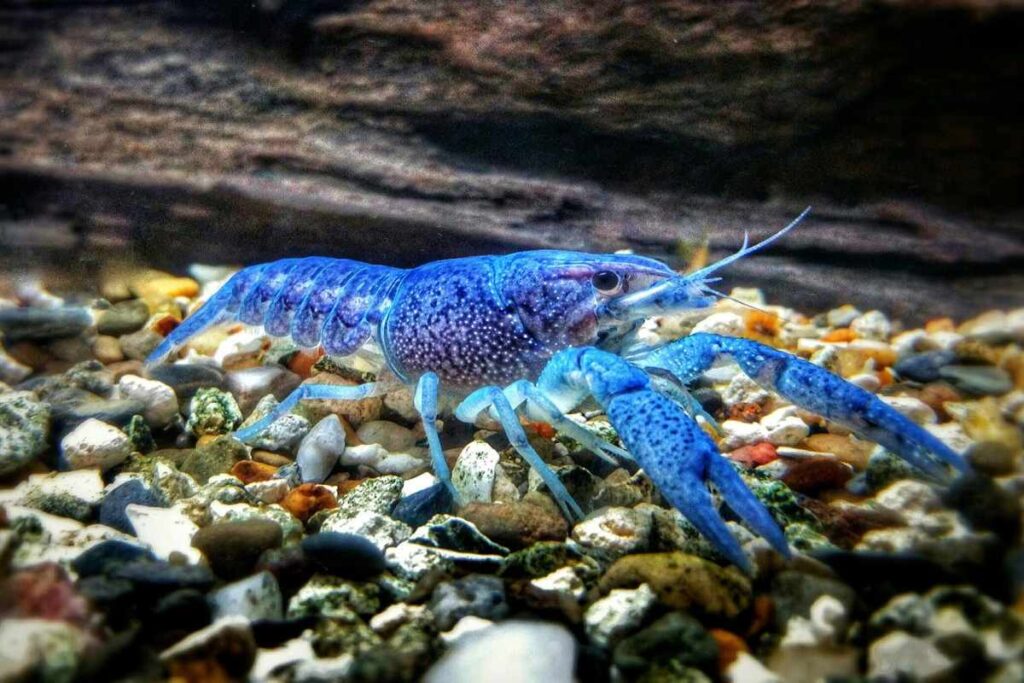 A picture of an blue lobster