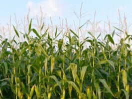 A picture of a corn plantation