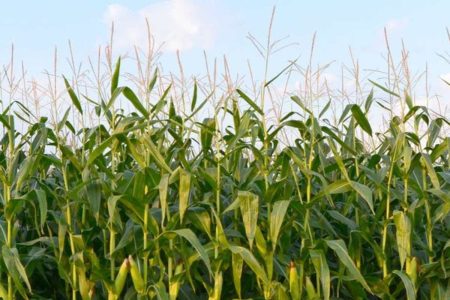 A picture of a corn plantation