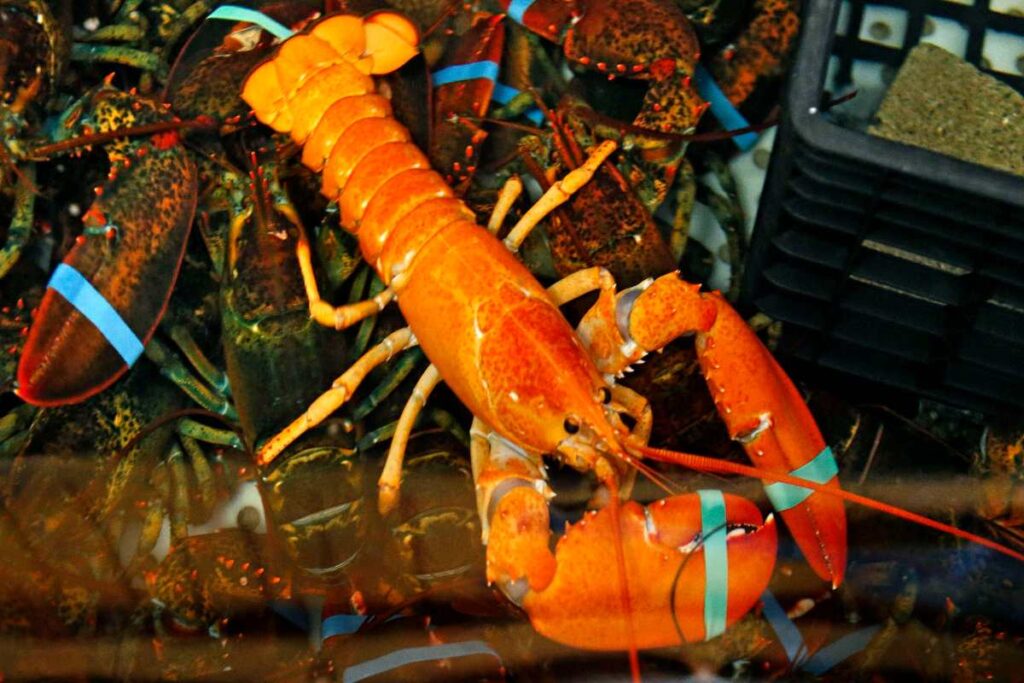 A picture of an orange lobster