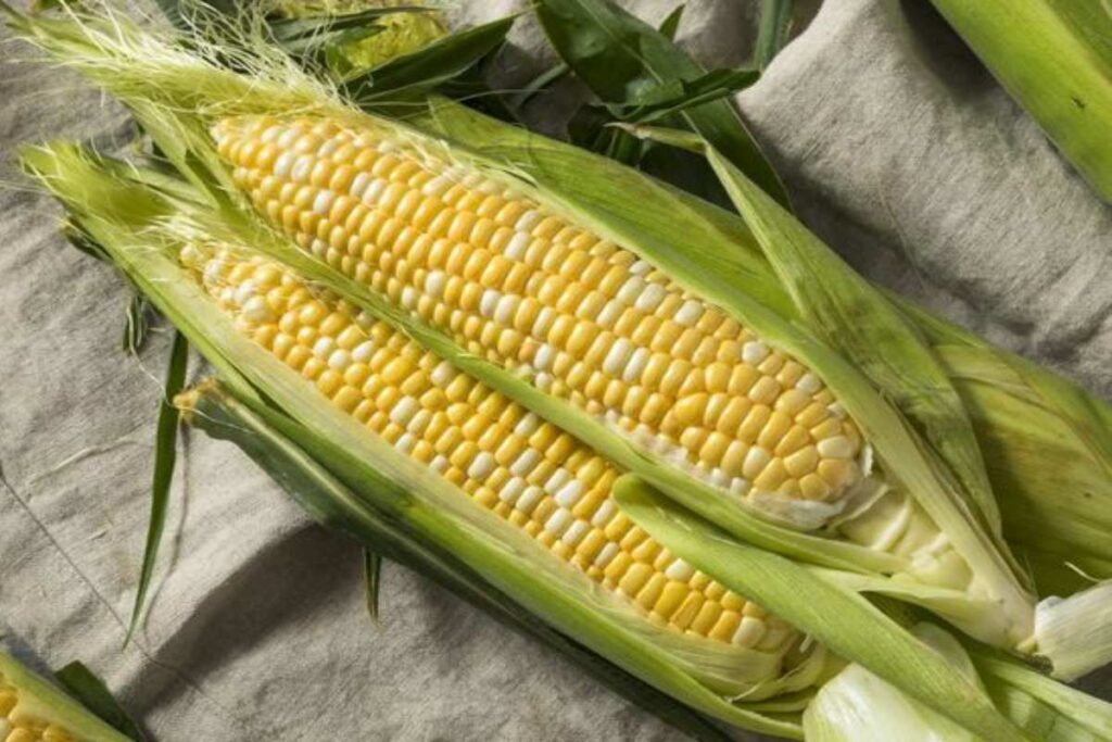 A picture of a collection of newly harvested cornz