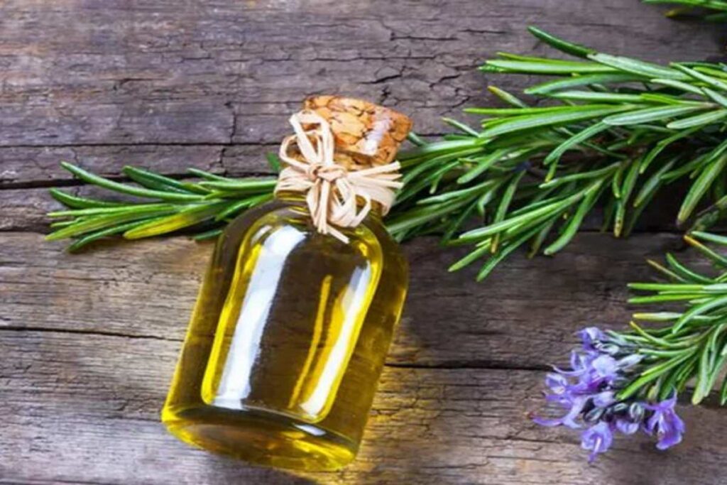 A picture of a rosemary oil bottle and a rosemary plant.