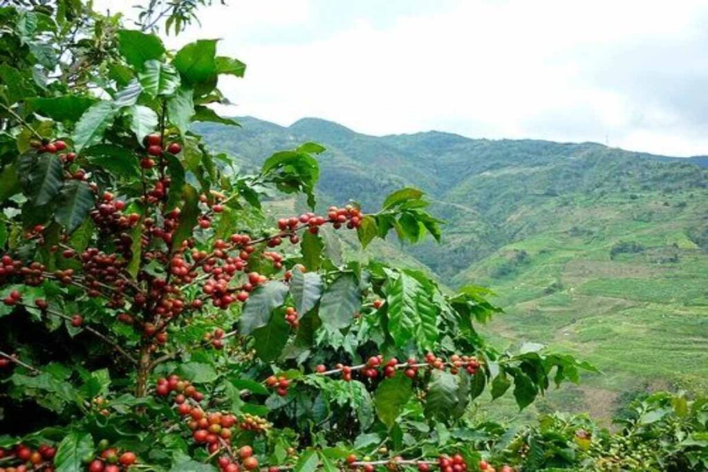 A picture of an Arabia coffee plant