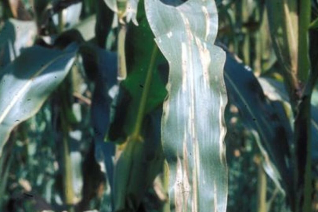 A picture of a corn plant gray leaf disease.