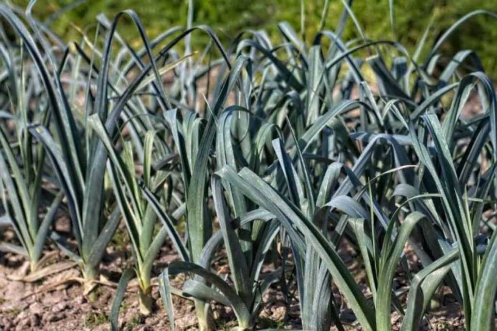 A picture of some leek plants