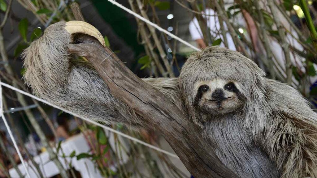 Sloth