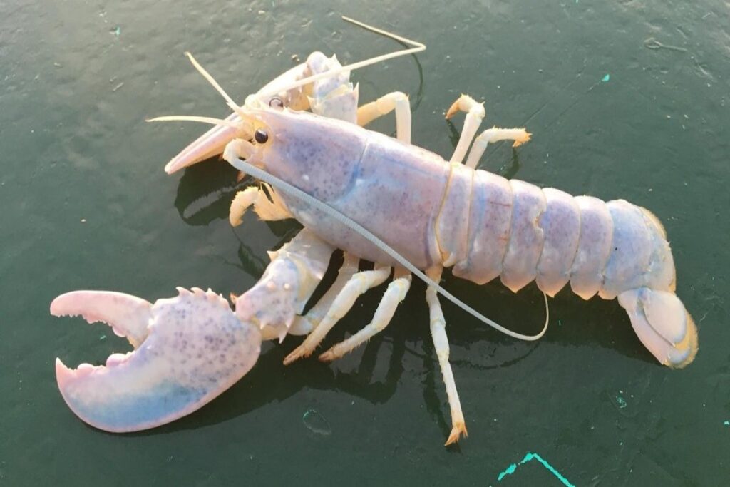 A picture of a white lobster